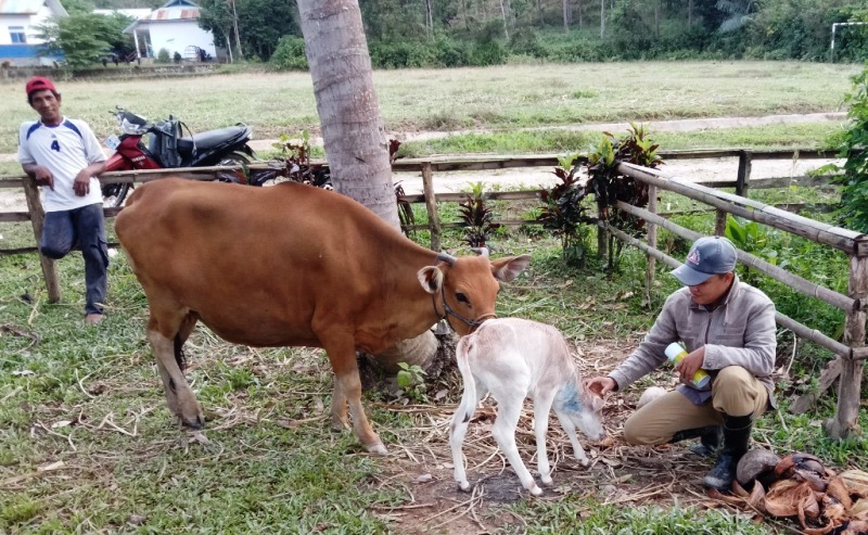 Penyuluh Disbunak Koltim Sosialisasi Inseminasi  Buatan  